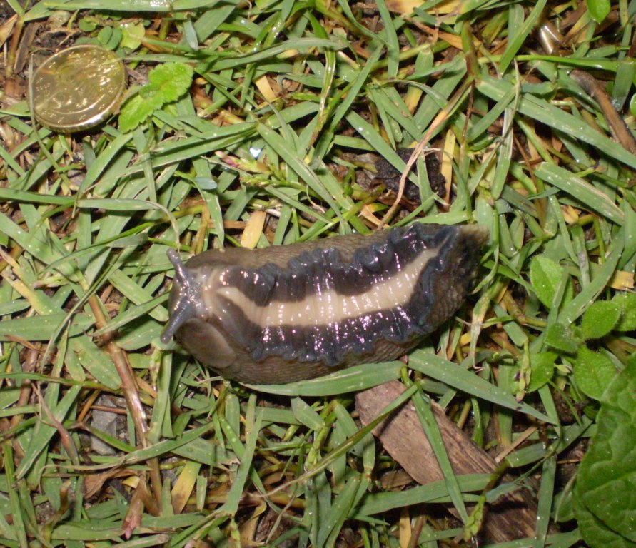 Limax aldrovandi Moquin-Tandon 1855 (Levanto SP)